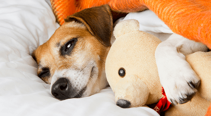 dog with stuffed bear under blankets