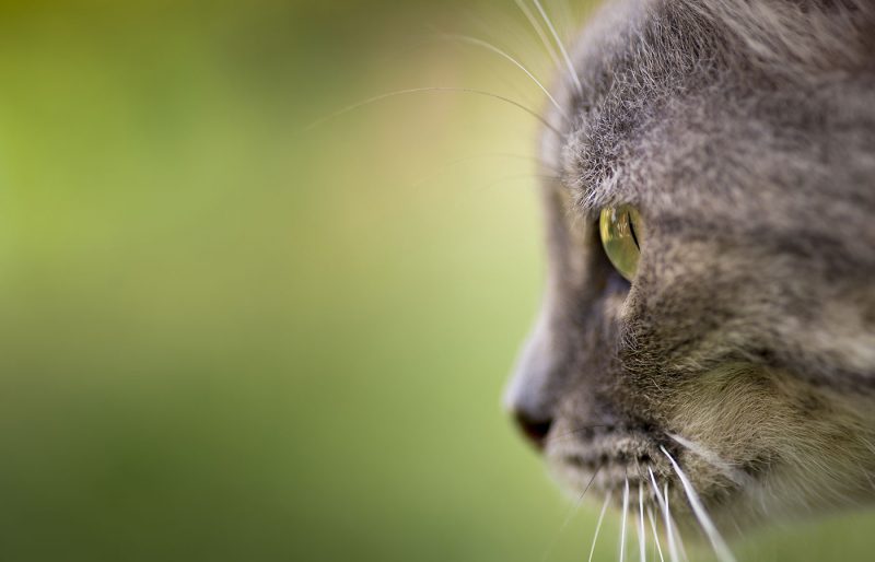 gray cat profile
