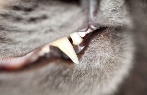 close up of cat's teeth