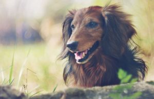 happy dachshund