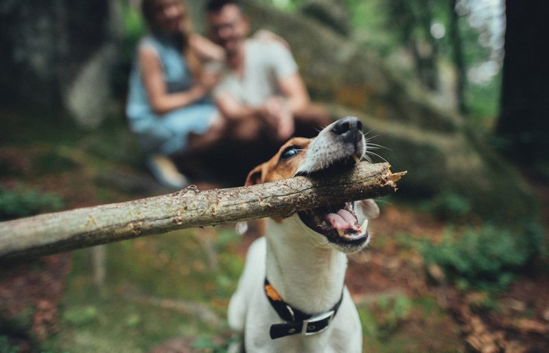 happy dog fetching big stick