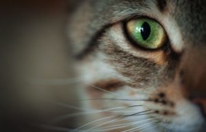 close up of cat with green eye